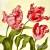 Serwetka do decoupage tulipany czerwone 33x33 PAW